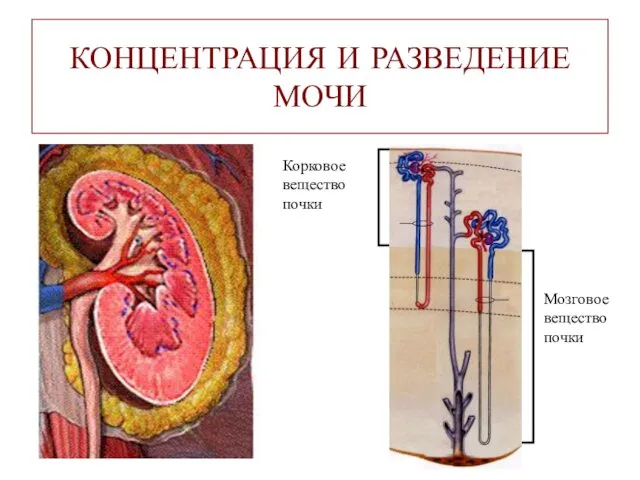 КОНЦЕНТРАЦИЯ И РАЗВЕДЕНИЕ МОЧИ Корковое вещество почки Мозговое вещество почки