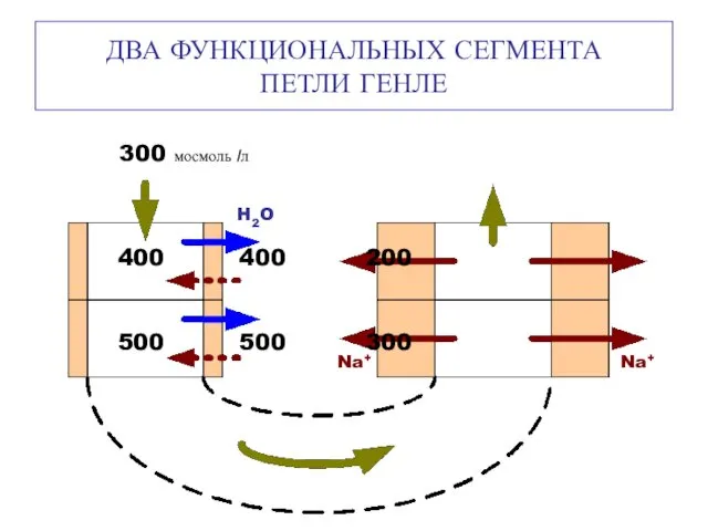 ДВА ФУНКЦИОНАЛЬНЫХ СЕГМЕНТА ПЕТЛИ ГЕНЛЕ 300 мосмоль /л 400 400