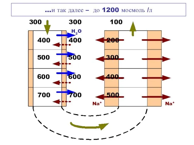 …и так далее – до 1200 мосмоль /л 300 300