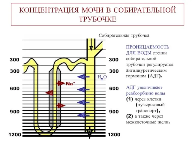 КОНЦЕНТРАЦИЯ МОЧИ В СОБИРАТЕЛЬНОЙ ТРУБОЧКЕ Собирательная трубочка 300 300 600 900 1200 300