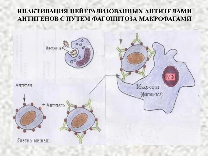 ИНАКТИВАЦИЯ НЕЙТРАЛИЗОВАННЫХ АНТИТЕЛАМИ АНТИГЕНОВ С ПУТЕМ ФАГОЦИТОЗА МАКРОФАГАМИ