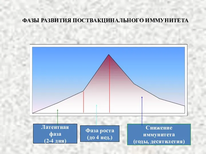 ФАЗЫ РАЗВИТИЯ ПОСТВАКЦИНАЛЬНОГО ИММУНИТЕТА Латентная фаза (2-4 дня) Фаза роста