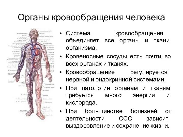 Органы кровообращения человека Система кровообращения объединяет все органы и ткани организма. Кровеносные сосуды