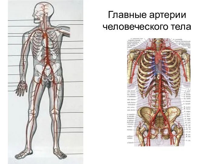 Главные артерии человеческого тела
