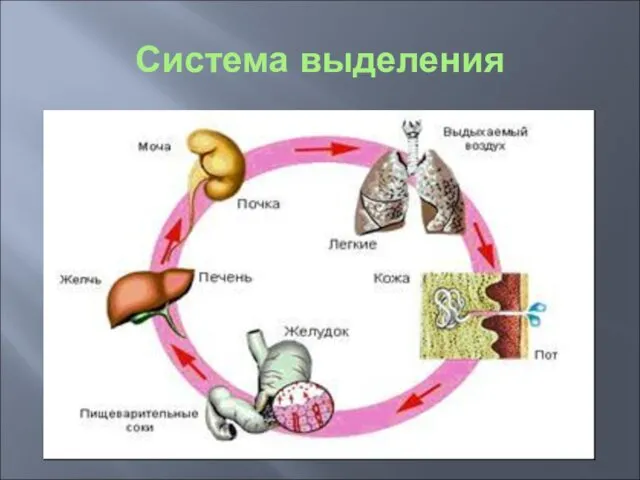 Система выделения