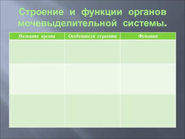 Строение и функции органов мочевыделительной системы.