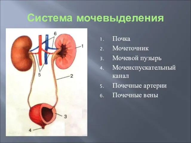 Система мочевыделения Почка Мочеточник Мочевой пузырь Мочеиспускательный канал Почечные артерии Почечные вены