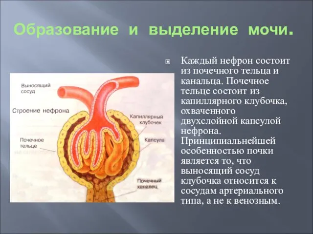 Образование и выделение мочи. Каждый нефрон состоит из почечного тельца