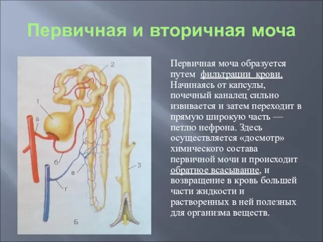 Первичная и вторичная моча Первичная моча образуется путем фильтрации крови.