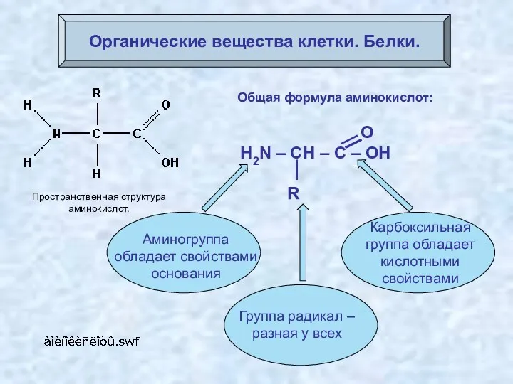 Органические вещества клетки. Белки. Пространственная структура аминокислот. Общая формула аминокислот: О H2N –