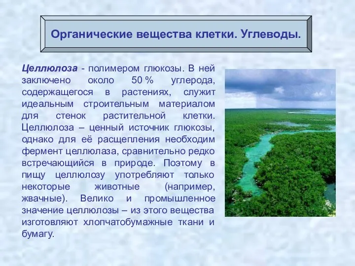 Целлюлоза - полимером глюкозы. В ней заключено около 50 % углерода, содержащегося в