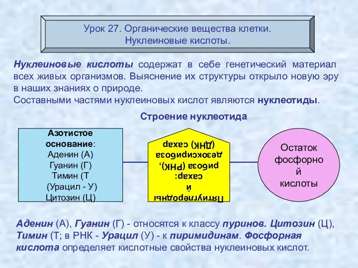 Урок 27. Органические вещества клетки. Нуклеиновые кислоты. Нуклеиновые кислоты содержат в себе генетический