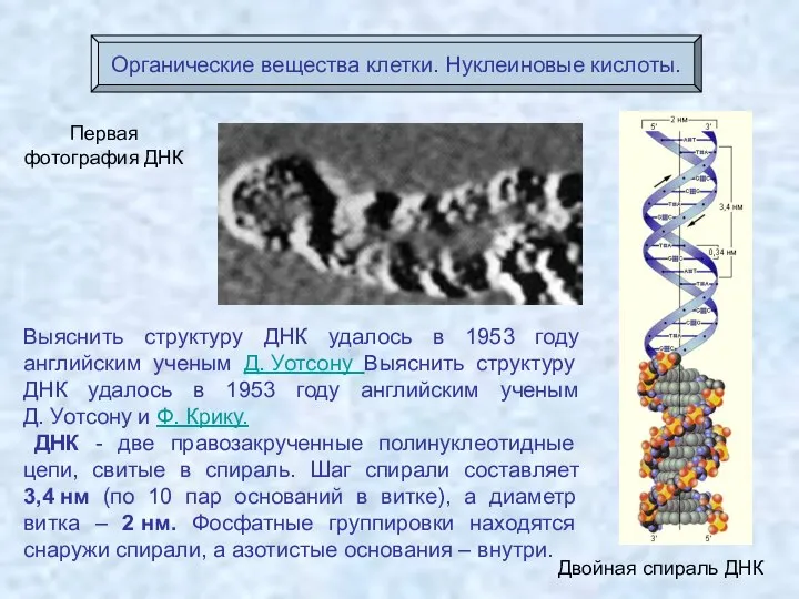 Первая фотография ДНК Двойная спираль ДНК Органические вещества клетки. Нуклеиновые кислоты. Выяснить структуру