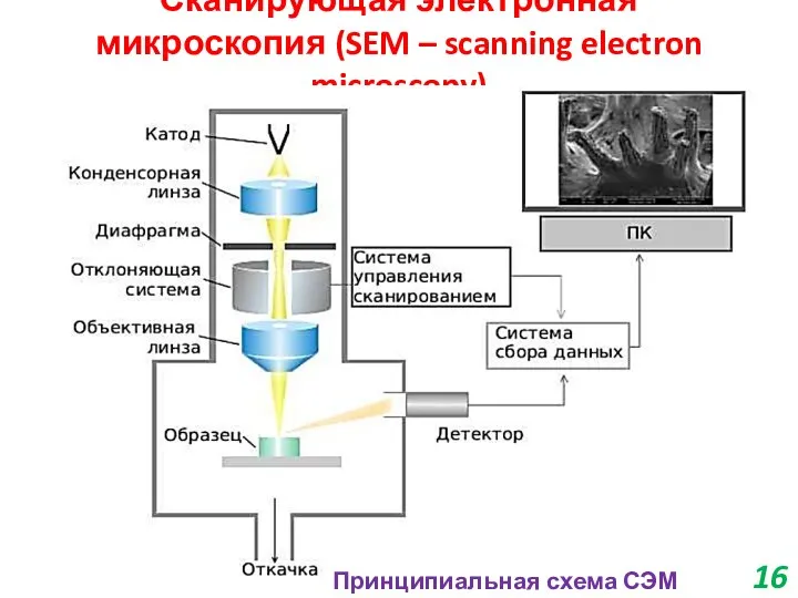 Сканирующая электронная микроскопия (SEM – scanning electron microscopy) Принципиальная схема СЭМ 16