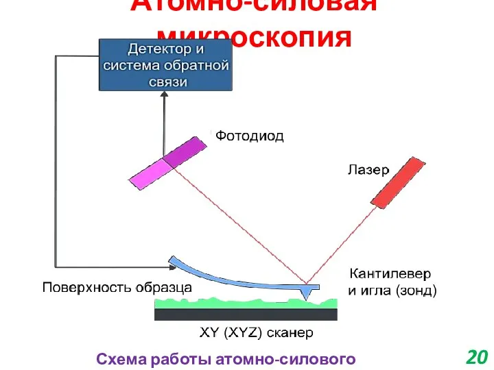 Атомно-силовая микроскопия Схема работы атомно-силового микроскопа 20