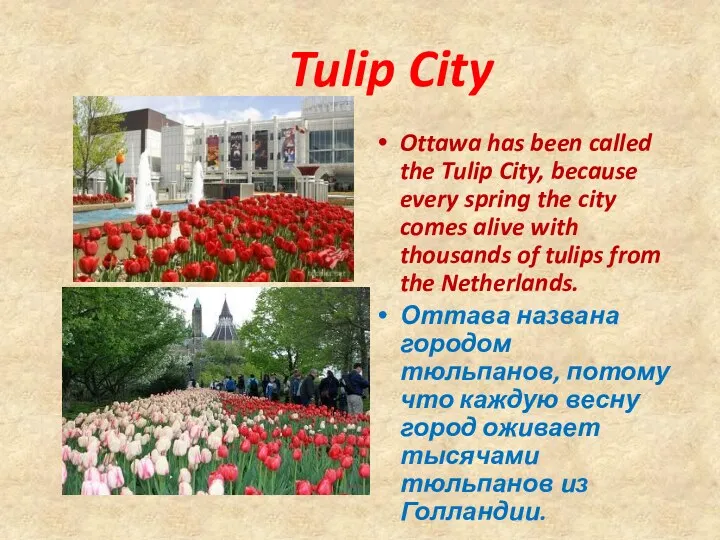 Tulip City Ottawa has been called the Tulip City, because