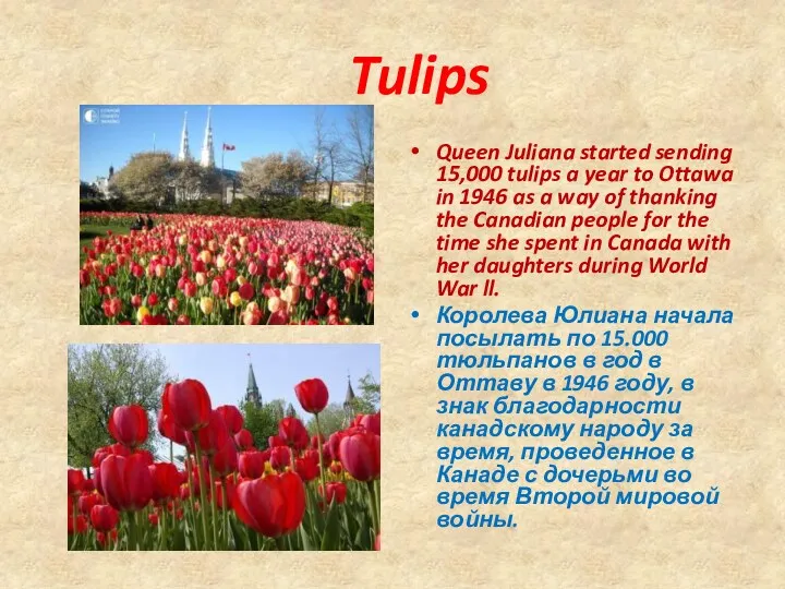 Tulips Queen Juliana started sending 15,000 tulips a year to