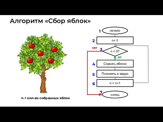 Алгоритм «Сбор яблок» n = кол-во собранных яблок 1 2 3 4 5 6 7