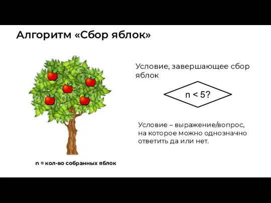 Алгоритм «Сбор яблок» Условие, завершающее сбор яблок n Условие – выражение/вопрос, на которое