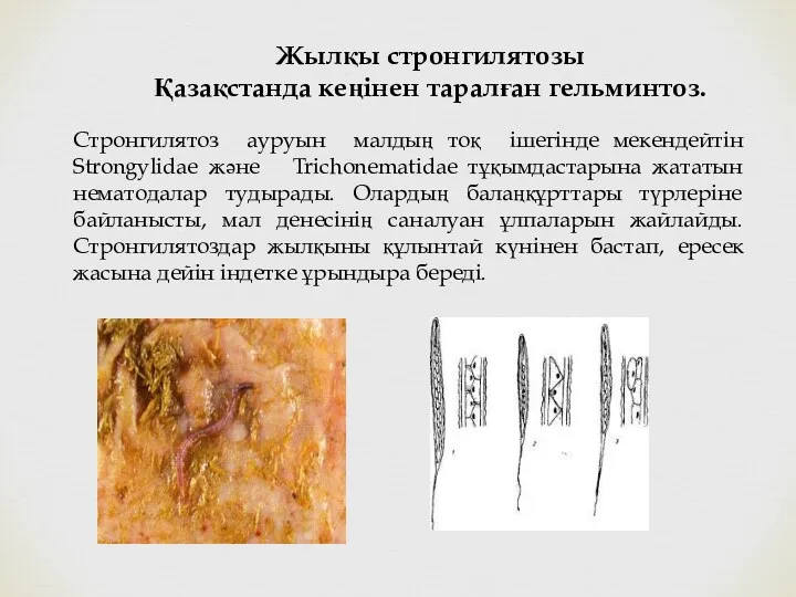 Стронгилятоз ауруын малдың тоқ ішегінде мекендейтін Strongylidae және Trichonematidae тұқымдастарына