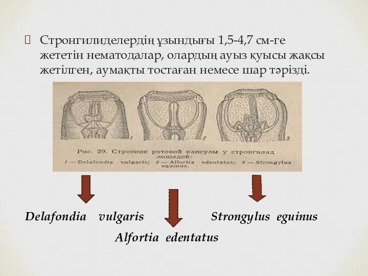 Стронгилиделердің ұзындығы 1,5-4,7 см-ге жететін нематодалар, олардың ауыз қуысы жақсы