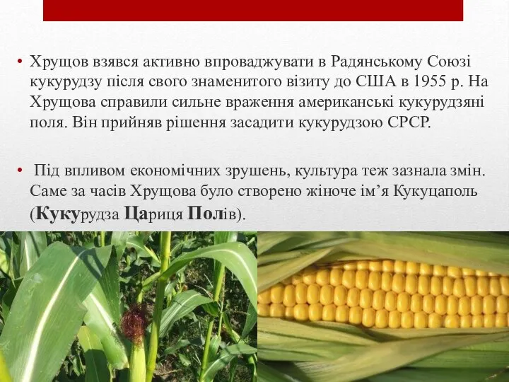 Хрущов взявся активно впроваджувати в Радянському Союзі кукурудзу після свого