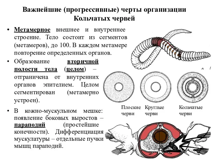 Важнейшие (прогрессивные) черты организации Кольчатых червей Метамерное внешнее и внутреннее