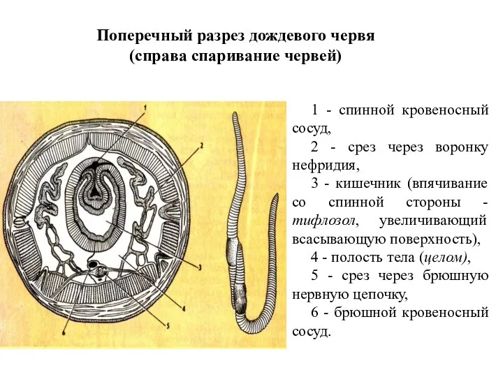 Поперечный разрез дождевого червя (справа спаривание червей) 1 - спинной