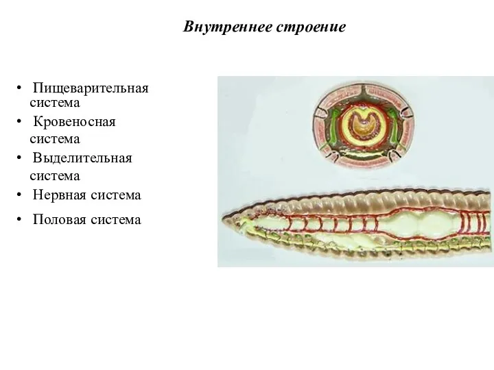 Внутреннее строение Пищеварительная система Кровеносная система Выделительная система Нервная система Половая система