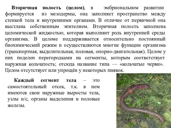 Вторичная полость (целом), в эмбриональном развитии формируется из мезодермы, она