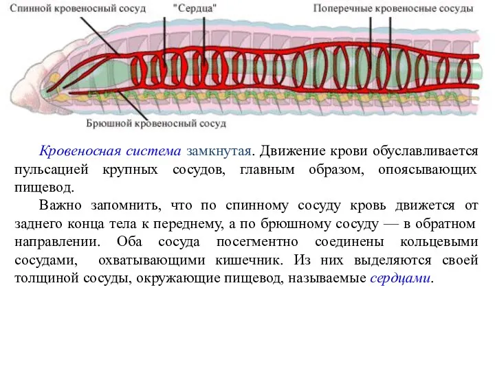 Кровеносная система замкнутая. Движение крови обуславливается пульсацией крупных сосудов, главным