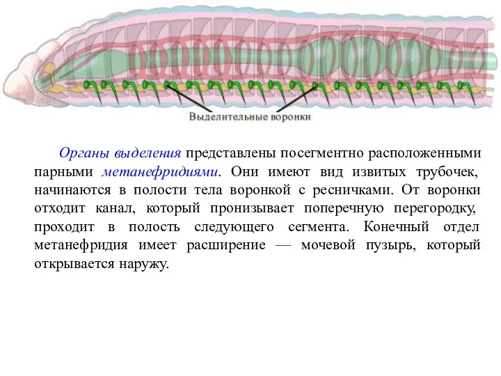 Органы выделения представлены посегментно расположенными парными метанефридиями. Они имеют вид