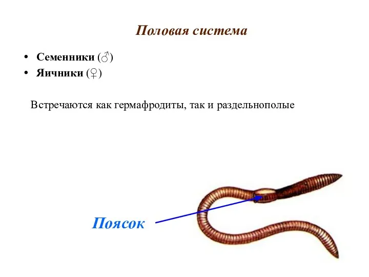 Половая система Семенники (♂) Яичники (♀) Встречаются как гермафродиты, так и раздельнополые Поясок