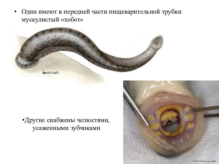 Одни имеют в передней части пищеварительной трубки мускулистый «хобот» Другие снабжены челюстями, усаженными зубчиками