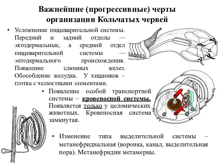 Усложнение пищеварительной системы. Передний и задний отделы — эктодермальные, а