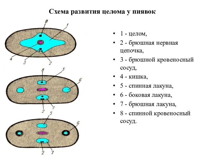 Схема развития целома у пиявок 1 - целом, 2 -