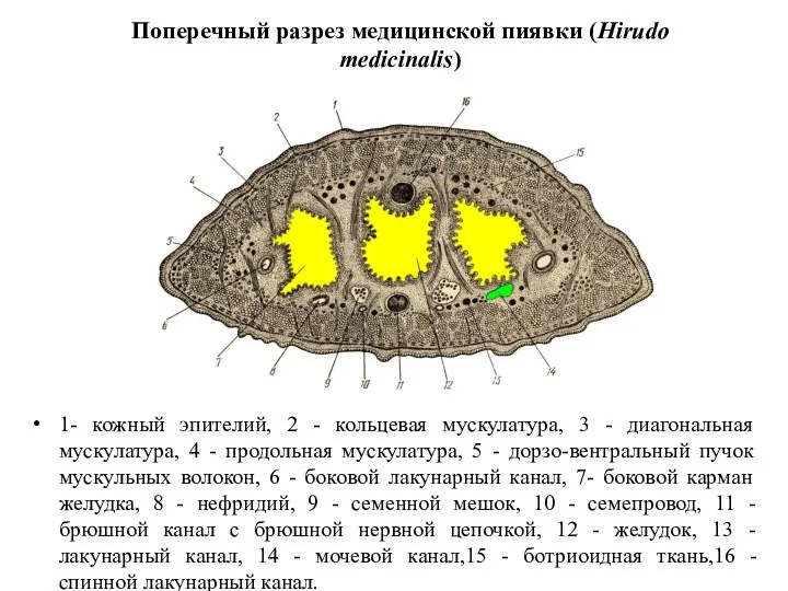 Поперечный разрез медицинской пиявки (Hirudo medicinalis) 1- кожный эпителий, 2