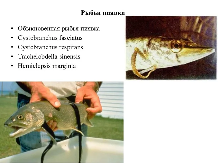 Рыбьи пиявки Обыкновенная рыбья пиявка Cystobranchus fasciatus Cystobranchus respirans Trachelobdella sinensis Hemiclepsis marginta