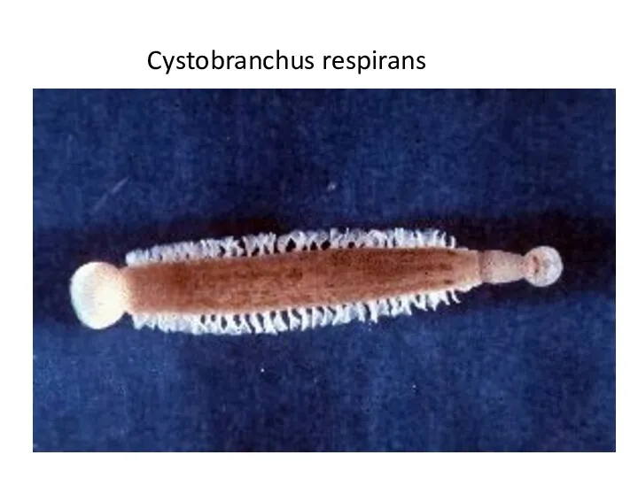 Cystobranchus respirans