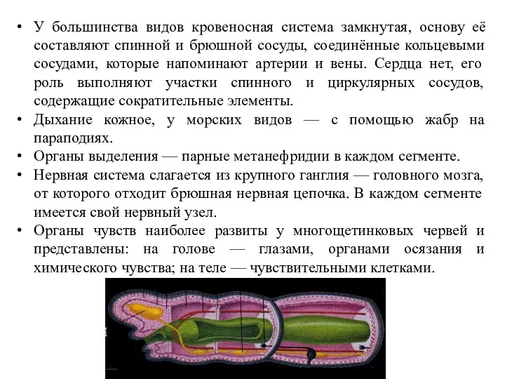 У большинства видов кровеносная система замкнутая, основу её составляют спинной