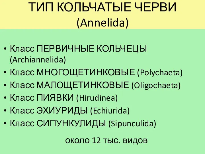 ТИП КОЛЬЧАТЫЕ ЧЕРВИ (Annelida) Класс ПЕРВИЧНЫЕ КОЛЬЧЕЦЫ (Archiannelida) Класс МНОГОЩЕТИНКОВЫЕ