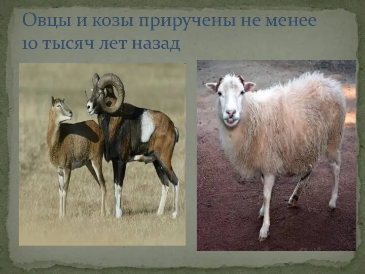 Овцы и козы приручены не менее 10 тысяч лет назад