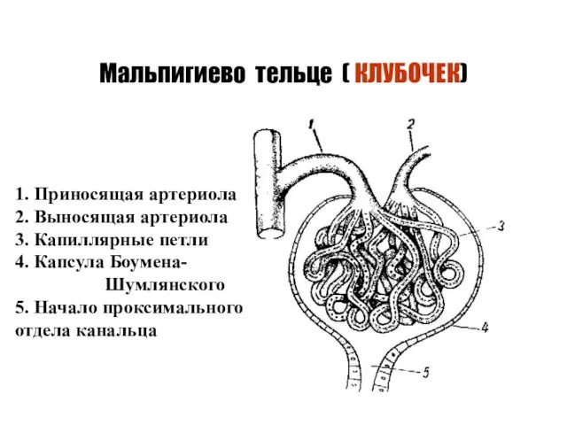 Мальпигиево тельце ( КЛУБОЧЕК) 1. Приносящая артериола 2. Выносящая артериола