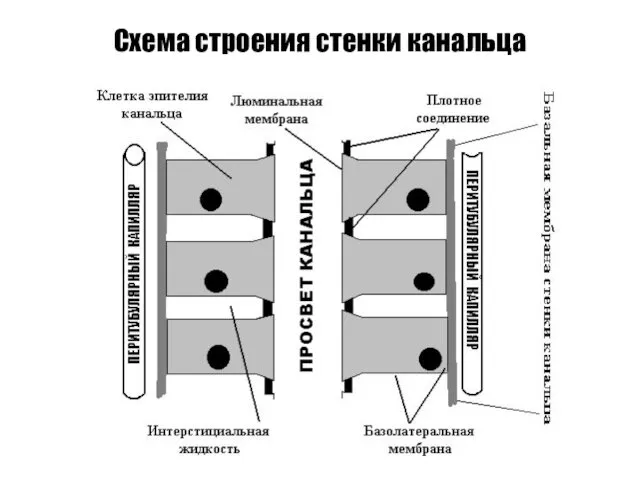 Схема строения стенки канальца