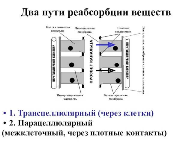 Два пути реабсорбции веществ 1. Трансцеллюлярный (через клетки) 2. Парацеллюлярный (межклеточный, через плотные контакты)