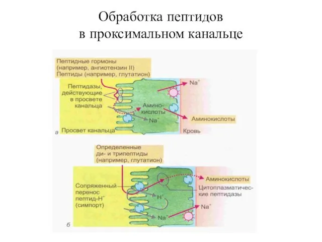 Обработка пептидов в проксимальном канальце