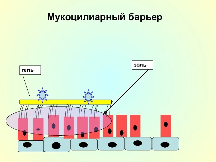 Мукоцилиарный барьер гель золь