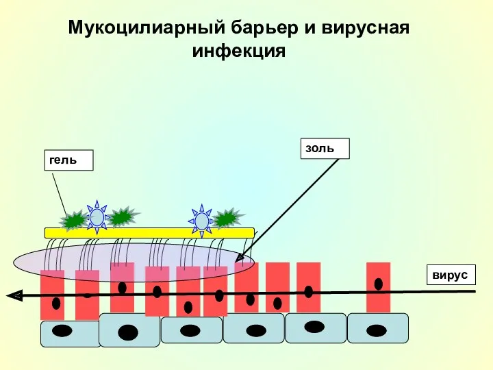 Мукоцилиарный барьер и вирусная инфекция гель золь вирус