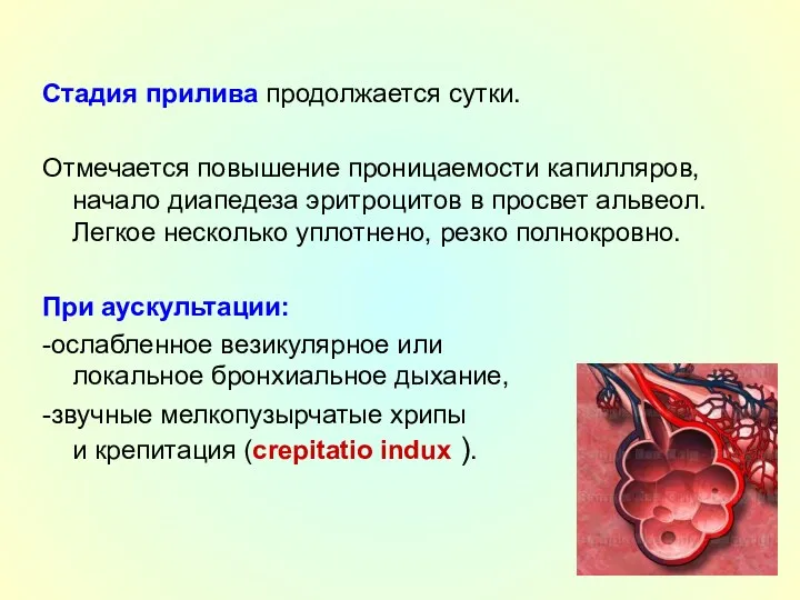 Стадия прилива продолжается сутки. Отмечается повышение проницаемости капилляров, начало диапедеза