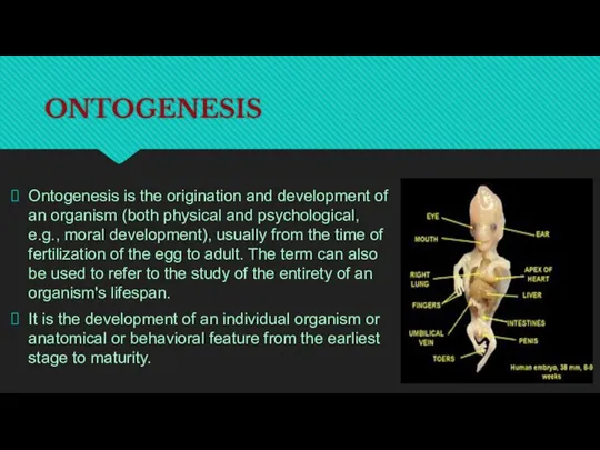 ONTOGENESIS Ontogenesis is the origination and development of an organism (both physical and